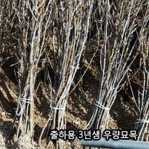 비타민나무 묘목 계약재배(3년생 우량묘목)